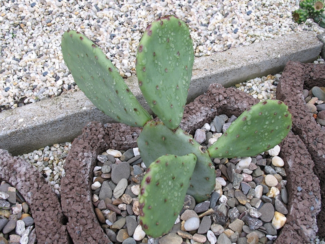 Opuntia humifusa